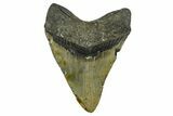 Huge, Fossil Megalodon Tooth - North Carolina #382597-2